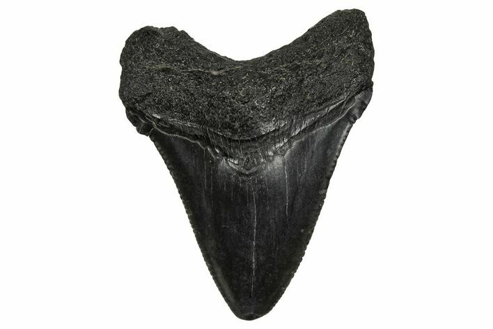 Serrated, Juvenile Megalodon Tooth - South Carolina #340426
